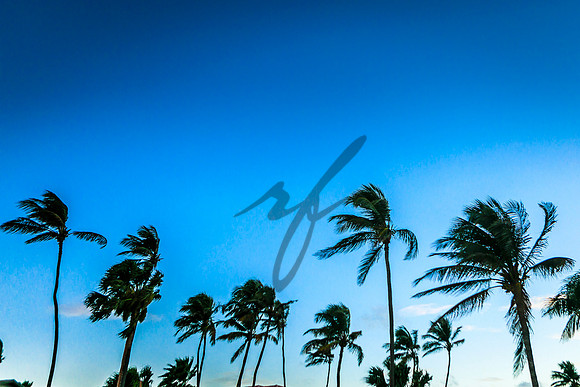 Palmeras/ Palms